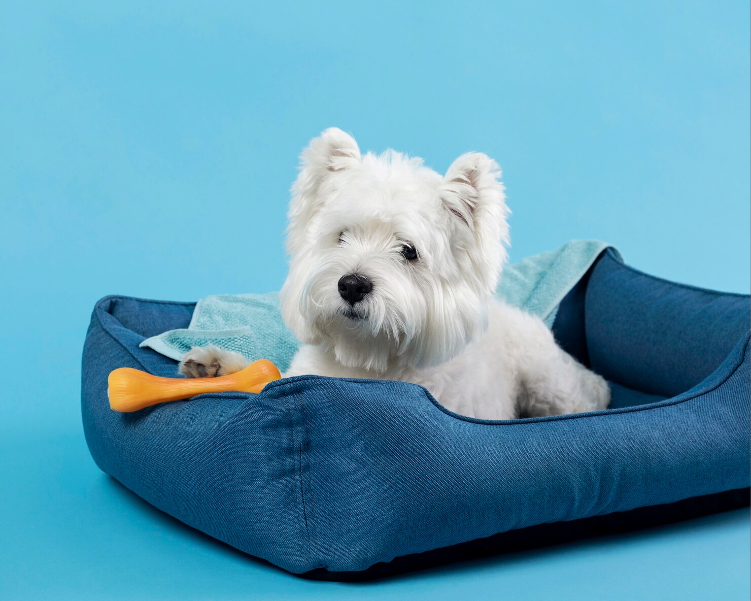 Pets Accessories